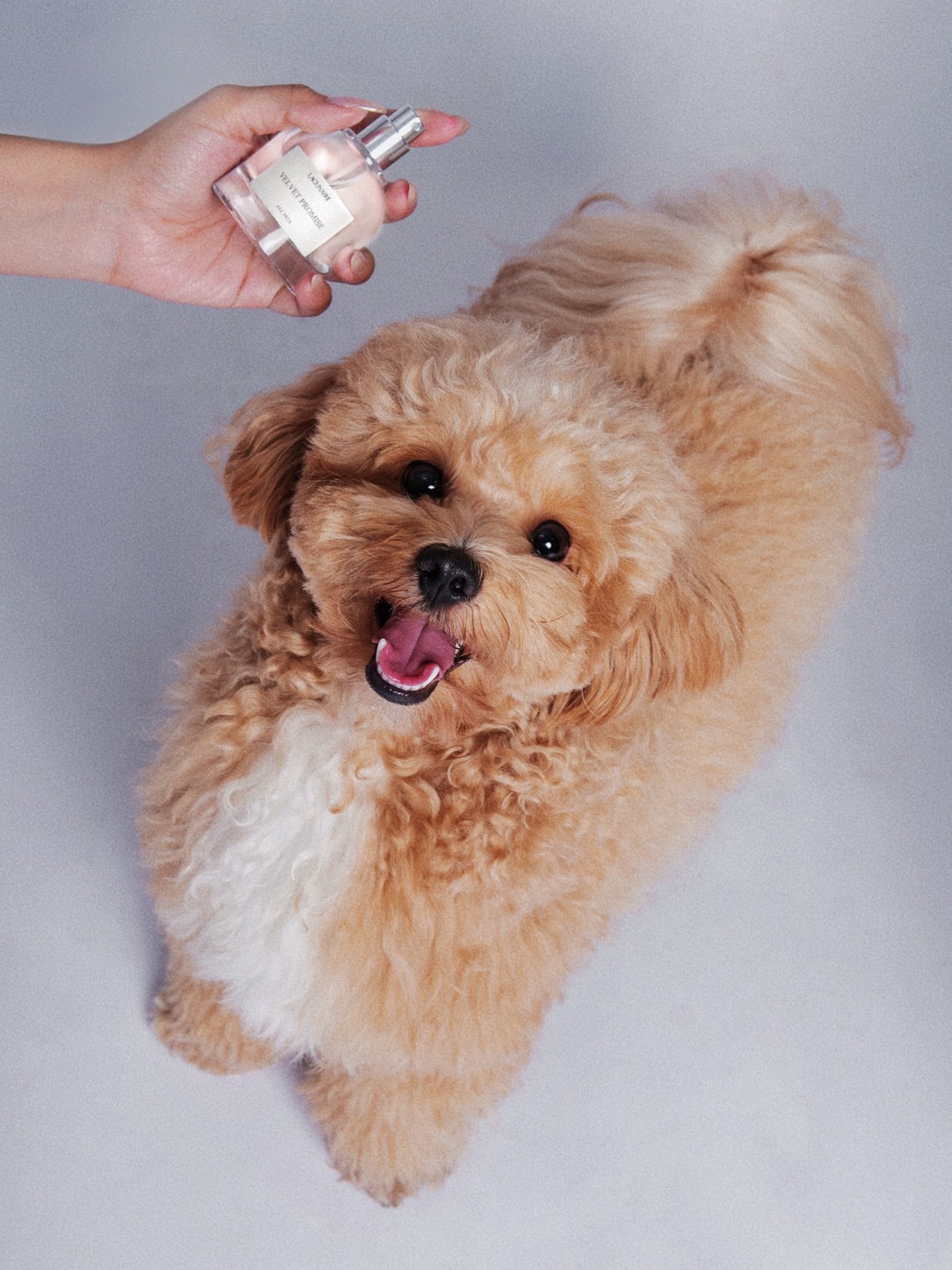 共生·日常保濕噴霧<br>嶼暮謐光 Dog&Cat:圖片 10